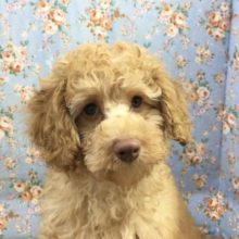 トイプードル(アプリコット)男の子　2021年6月22日生まれ　入舎！！