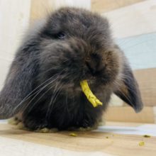 元気いっぱい☆ロップくん