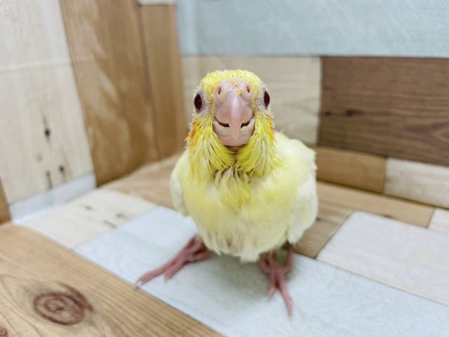可愛いお顔がたまらない♡オカメインコヒナ(ルチノー)