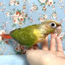 ウロコインコ  パイナップル  9月8日