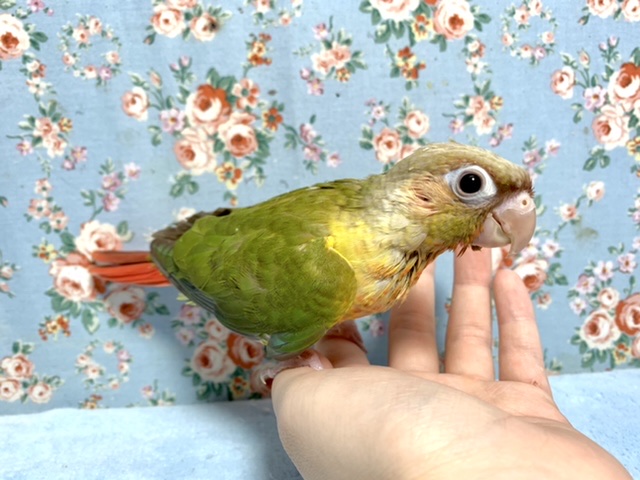 ウロコインコ  パイナップル  9月8日