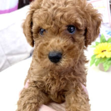 トイプードル（レッド）2021年7月2日生まれ　男の子