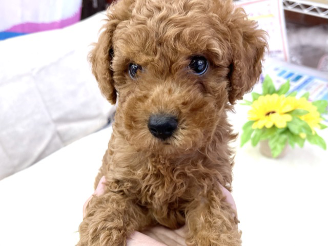 トイプードル（レッド）2021年7月2日生まれ　男の子