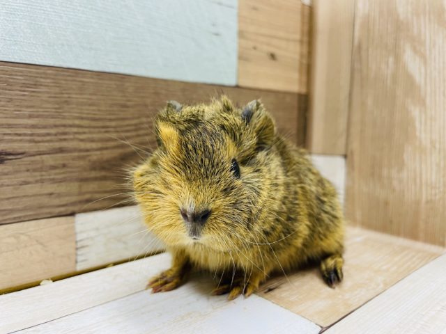 ぬいぐるみかな？？アビシニアンモルモットちゃん！