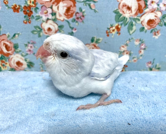 マメルリハ ヘビーパイドパステルライラック 9月10日