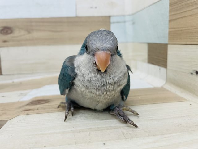 もっちりまるまる体型がたまらん♡オキナインコヒナ(ブルー)