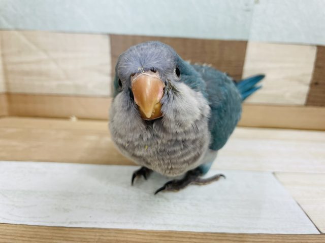 可愛すぎて困ってます(T_T)オキナインコヒナ(ブルー)