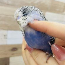 超ホヤホヤ最新画像♪アイラブかきかき♡むちむち！ジャンボセキセイインコ☆