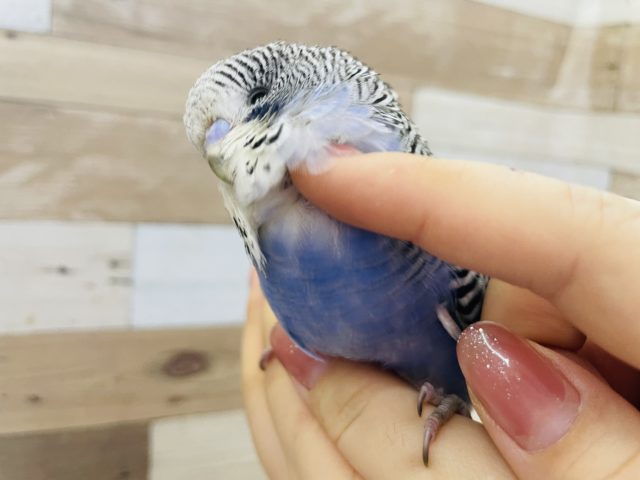 超ホヤホヤ最新画像♪アイラブかきかき♡むちむち！ジャンボセキセイインコ☆