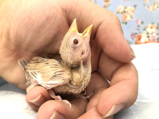 シナモンさん来ました　9/６撮影