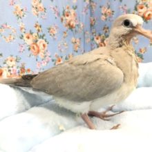 ポッポー来ました　9/６撮影