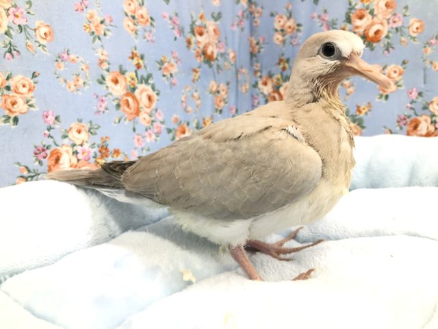 ポッポー来ました　9/６撮影