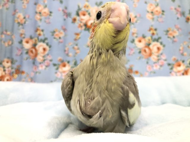 元気いっぱい　食欲旺盛オカメちゃん　9/１３撮影