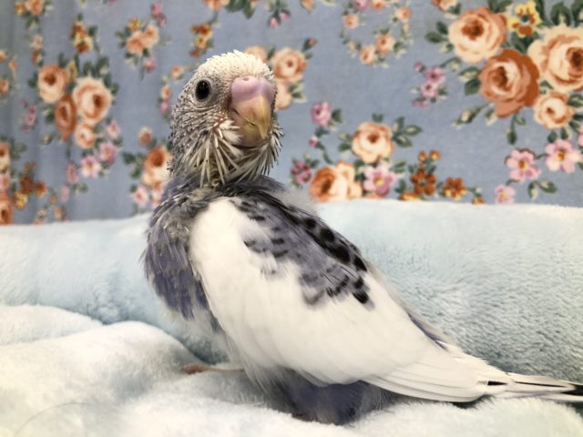 ライラックセキセイ？　9/１3撮影