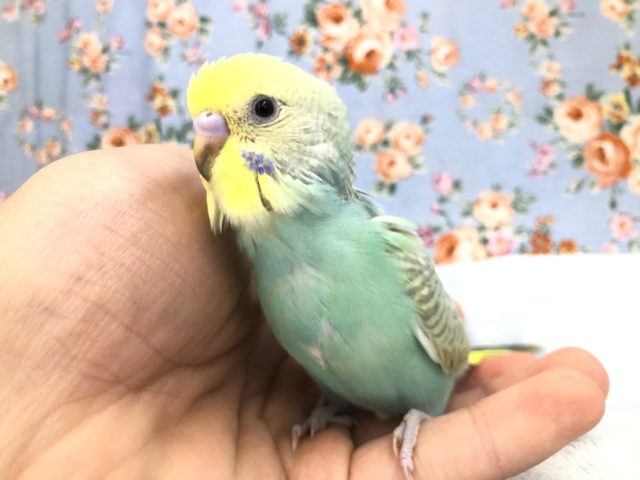 これは馴れそう　9/１３撮影