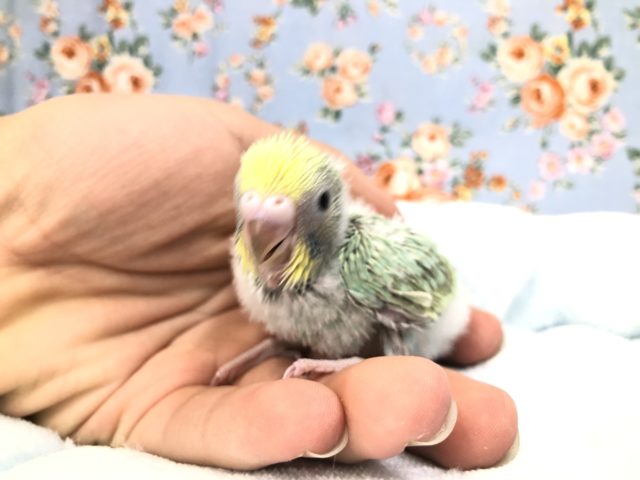 パステルカラーがきれい　9/１５撮影