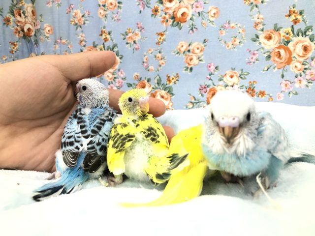 今週のセキセイ情報～　9/１５撮影