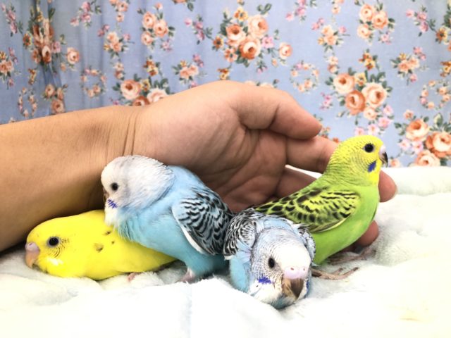 今週の流山店セキセイ情報！！　　９/２２撮影