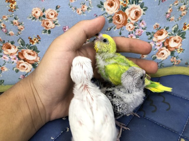 今週のセキセイ情報　9/２９撮影