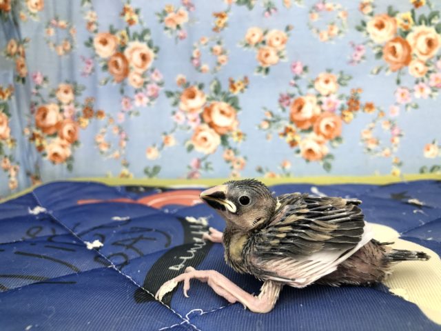 徐々に入舎増えてきてます　9/２９撮影