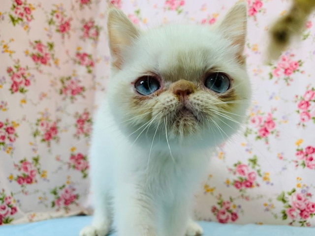 目を瞑った姿に癒されます♡エキゾチックくん♪