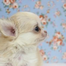 かわいいかわいいチワワが入舎！