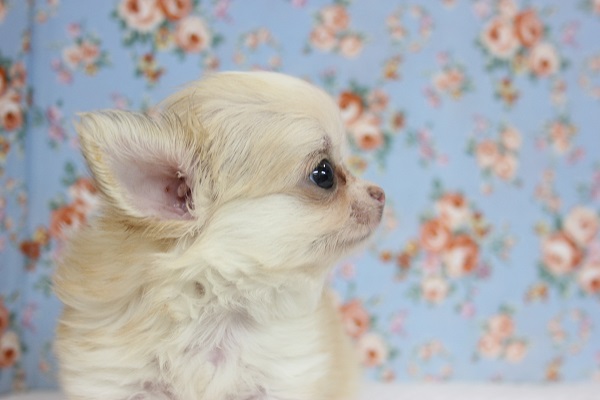 かわいいかわいいチワワが入舎！