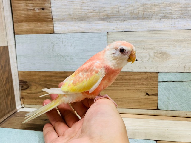 人気カラー!!秋草インコ(ルビノー)いますよ♪