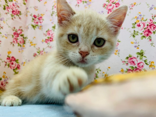 活発女子♪マンチカンちゃん☆
