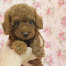 小顔で美人さんだよ♪トイプードルちゃん女のコ♀