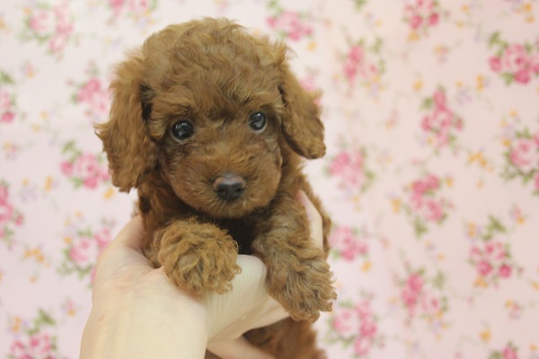 小顔で美人さんだよ♪トイプードルちゃん女のコ♀