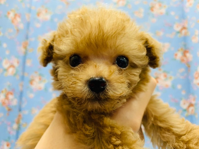 ちびちびちゃん♡トイプードルくん☆