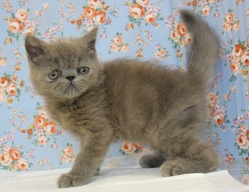 ぶちゃカワがたまらない♥エキゾチックさん♥♂