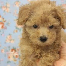 人気のアプリコット♥甘えん坊トイプードルくん♂