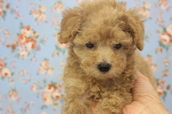 人気のアプリコット♥甘えん坊トイプードルくん♂