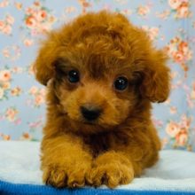 アイドル並みのお顔立ち!!トイプードルくん入舎☆