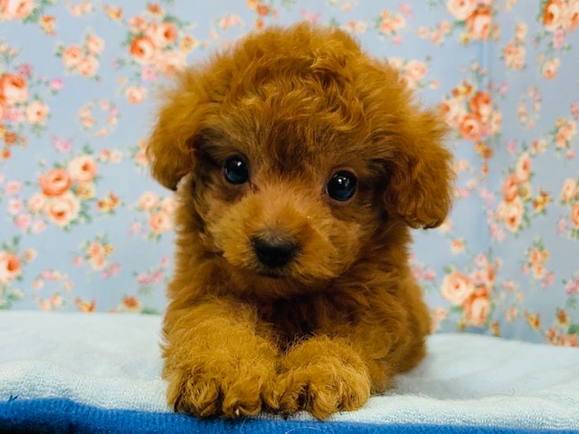 アイドル並みのお顔立ち!!トイプードルくん入舎☆