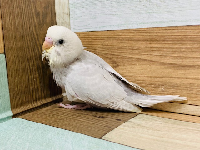 人気カラー♪セキセイインコ(ライラック)さん☆