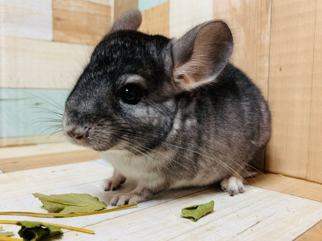 定番人気☆チンチラノーマル(グレー)カラーの男の子♪