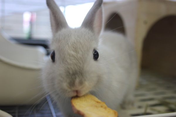 モフフワッだよ♪ネザーランドドワーフさん🐇♥