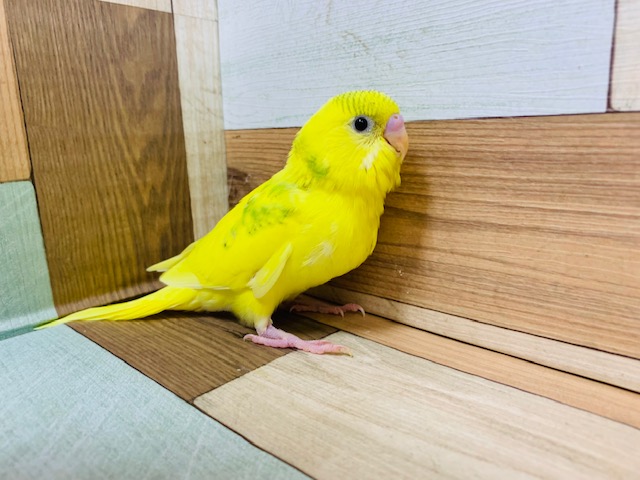 ビタミン柑橘系カラー♪セキセイインコ　スパングルパイド