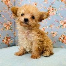 小顔なトイプードルくん♪