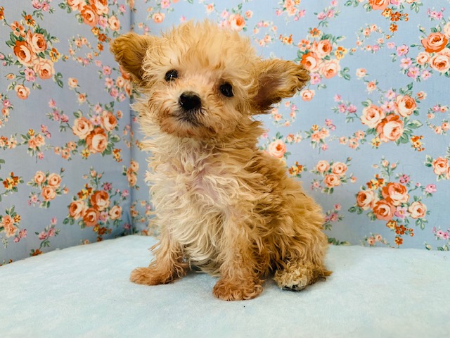 小顔なトイプードルくん♪