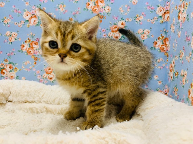 まんまるお顔♪マンチカンくん☆