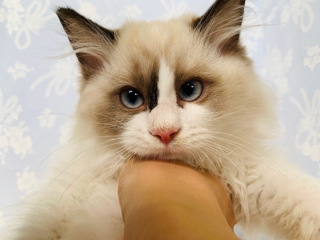 可愛い系♡ラグドールくん☆