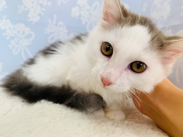 相変わらずゴロンゴロン♡ノルウェージャンくん☆