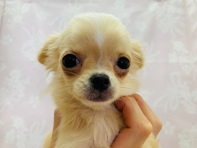 お顔はチワワ?!ミックス犬(チワワ×M.ダックス)ちゃん！