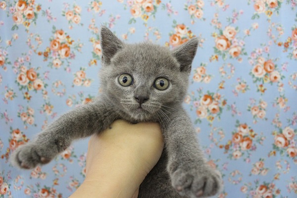 まんま～る！ブリティッシュショートヘアー・男の子！