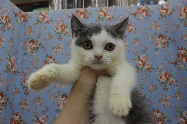 ハチワレっぽい！？ブリティッシュショートヘアー・男の子！