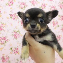 手のひらにすっぽり☆チワワ・女の子！